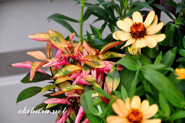 DSC_8643.jpg