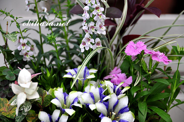 DSC_8680.jpg