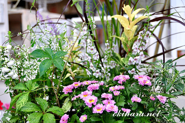 DSC_8703.jpg