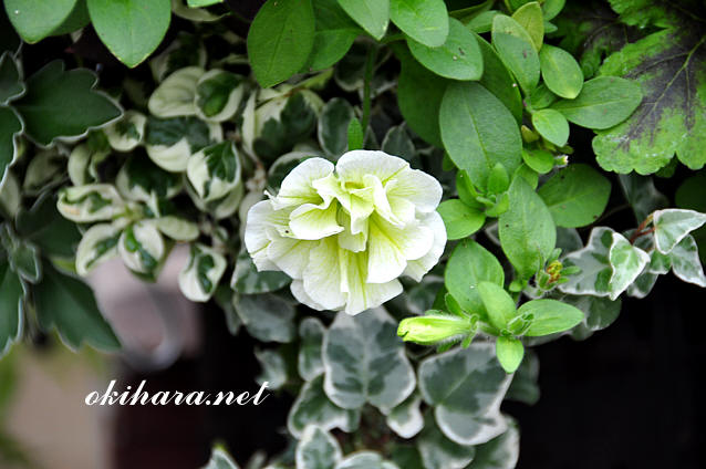 DSC_8877.jpg