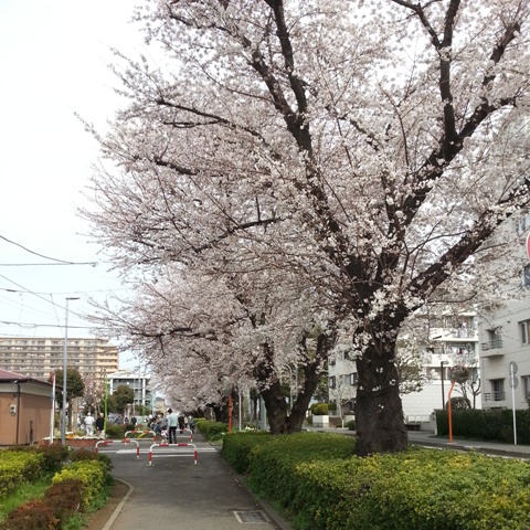 さがみ野~東原 桜並木 (1)