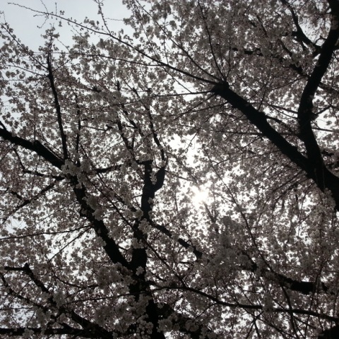 さがみ野~東原 桜並木 (2)