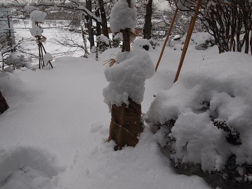 botannfuyugomori131215.jpg