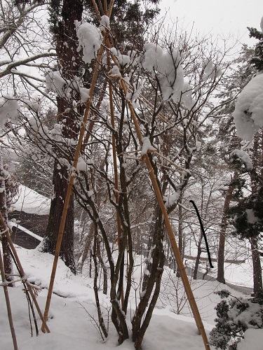 kakoi131224.jpg