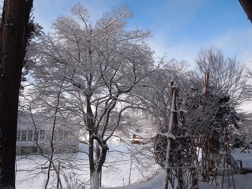 sidarezakura131224.jpg