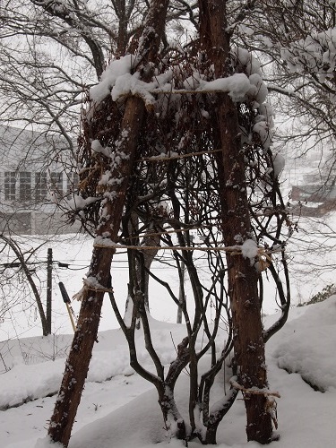 sukuramu131224.jpg