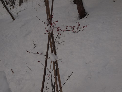 umemodoki131215.jpg