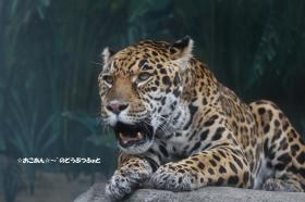 ジャガオ
