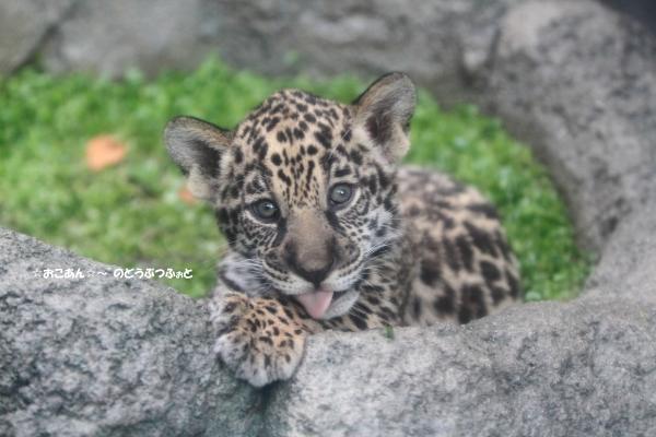 天王寺動物園のジャガー おこあん のどうぶつふぉと