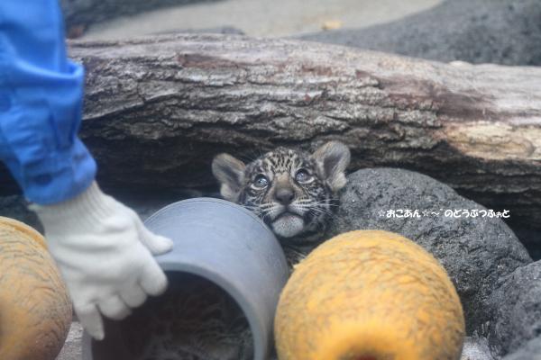 ジャガーの赤ちゃん