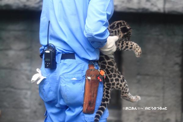 ジャガーの赤ちゃん