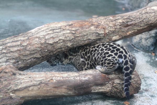 ジャガーの赤ちゃん
