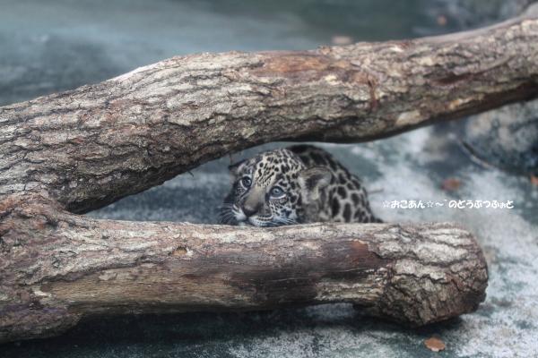 ジャガーの赤ちゃん