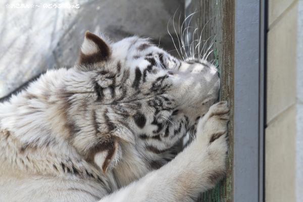 ハクオウ