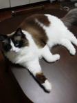 2013040720530000.jpg