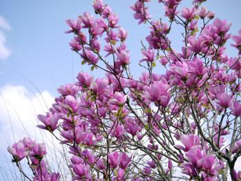 120424MAGNORIA.jpg