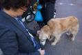 inu-3