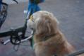 inu-1