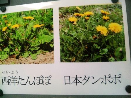 日本たんぽぽと西洋たんぽぽ