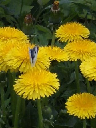 タンポポにとまったチョウチョ