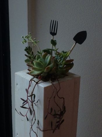 多肉植物
