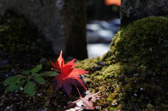 2011 高野山