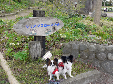 春のみちのく杜の湖畔公園2013-9