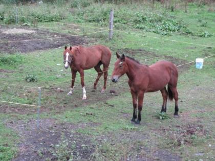 IMG_2434_convert_20110919231415.jpg