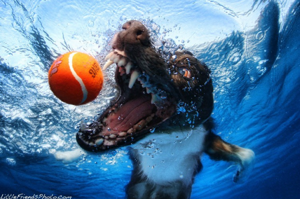 underwater-dog