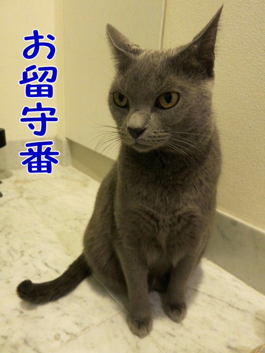 お留守番(表参道)