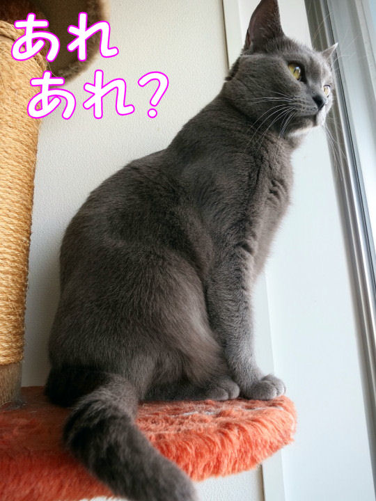 あれあれ?