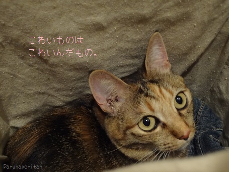DSC02029.jpg