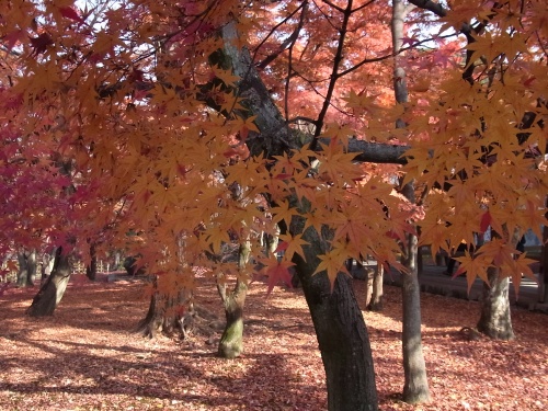 RIMG0190東福寺の紅葉の木_500