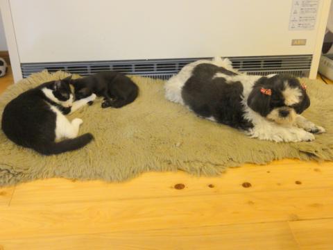 DSC03496.jpg