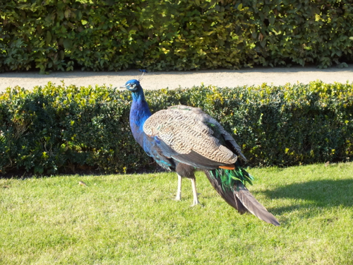 DSCF8180.jpg