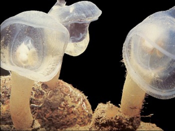 oogutiboya-thumb.jpg