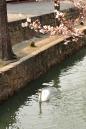 pianao_20120405_03.jpg