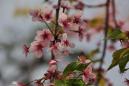 pianao_20120405_06.jpg