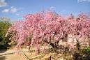 pianao_20120405_14.jpg