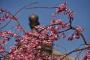pianao_20120405_15.jpg