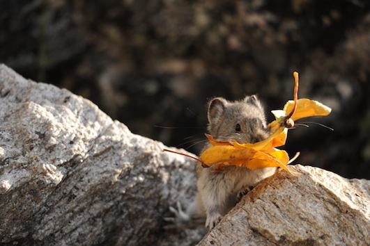 アラスカ生活 ピアスといっしょ