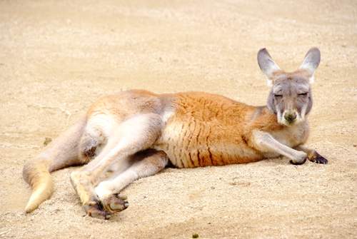 カンガルー