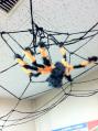 hallo spider