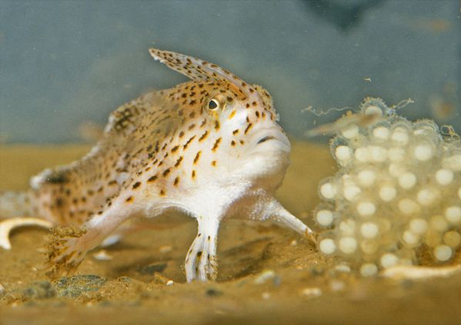 spotted hand fish