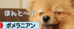 にほんブログ村 犬ブログ ポメラニアンへ