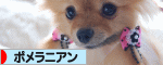 にほんブログ村 犬ブログ ポメラニアンへ