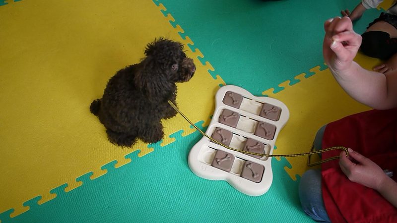 パピーパーティー知育玩具