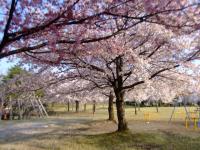 満開の桜