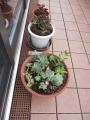 DSCN5750.jpg