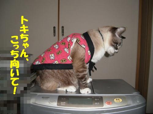 トキ